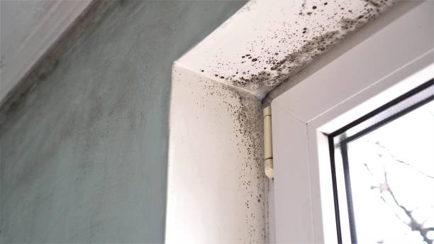 Biohazard Mold Removal in Eucalyptus Hills, CA