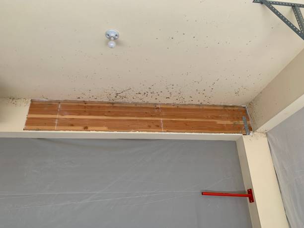 Best HVAC Mold Inspection and Cleaning  in Eulyptus Hills, CA