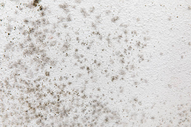 Best Residential Mold Inspection & Testing  in Eulyptus Hills, CA