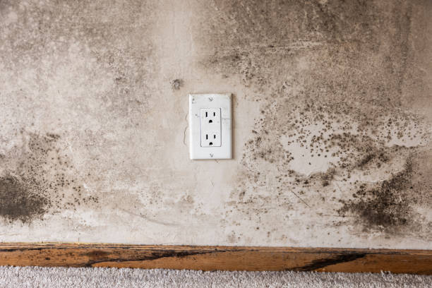 Reliable Eucalyptus Hills, CA Mold Removal Solutions