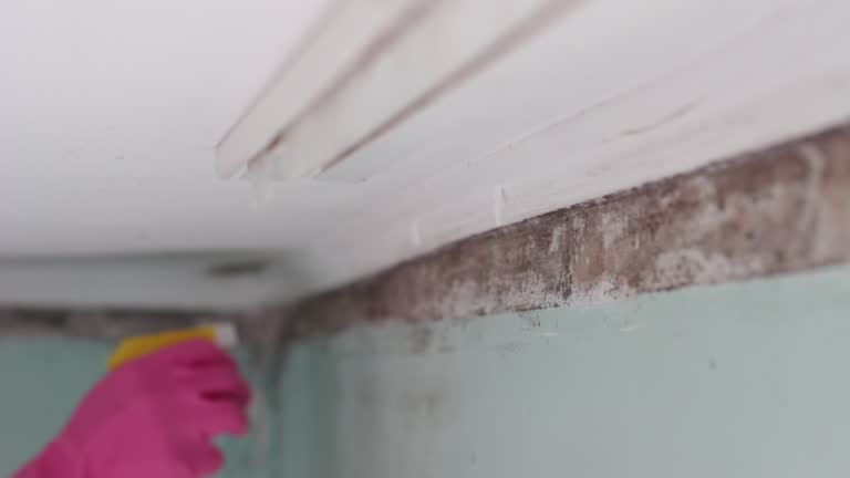 Best Mold Remediation for Healthcare Facilities  in Eulyptus Hills, CA